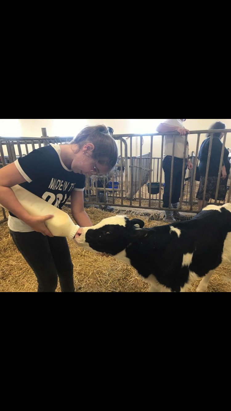 PO2017-Expérience  allaitement veau.png