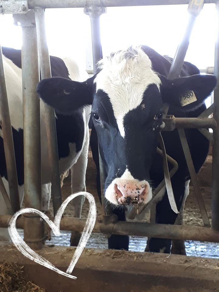 SADC_FermeBeauchemin_Vache_coeur.jpg